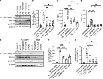 MEK1/2 inhibition decreases pro-inflammatory responses in macrophages from people with cystic fibrosis and mitigates severity of illness in experimental murine methicillin-resistant Staphylococcus aureus infection
